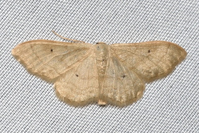 Idaea straminata - szalmasárga sávosaraszoló
