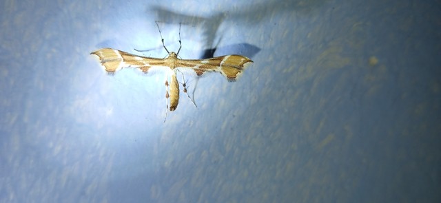 Cnaemidophorus rhododactyla - rózsabogyó-tollasmoly