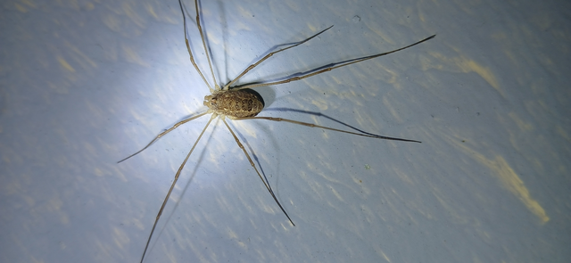 Opiliones - Kaszáspókok