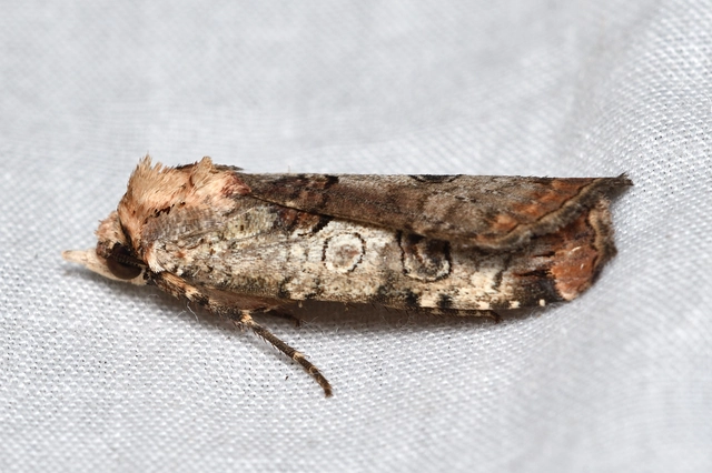 Epilecta linogrisea - karcsú sárgafűbagoly