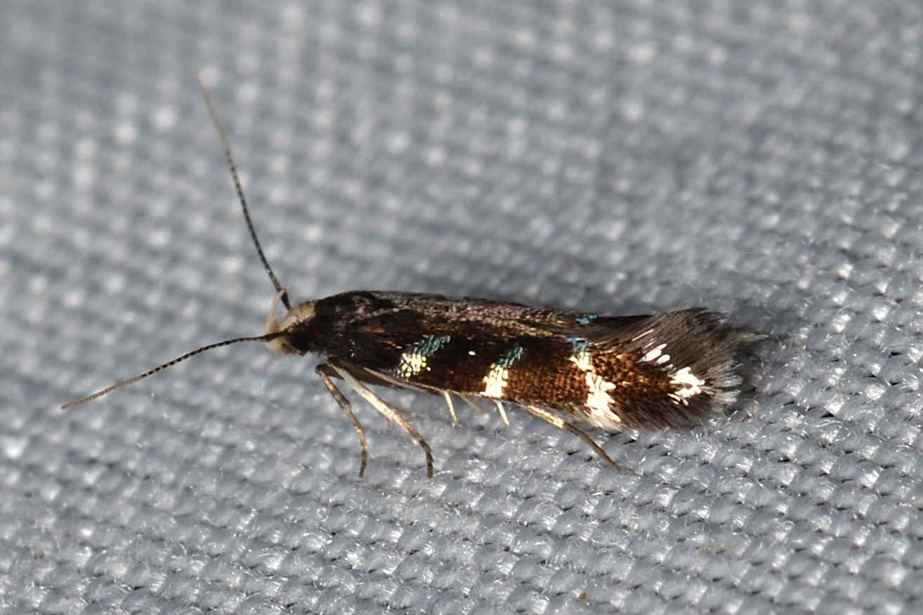 Oxypteryx wilkella - ezüstsávos sarlósmoly