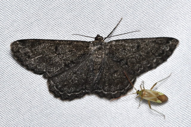 Hypomecis roboraria - nagy tölgyfaaraszoló