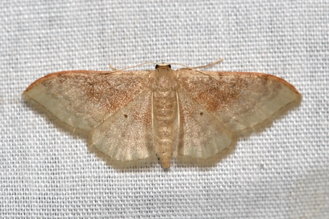 Idaea degeneraria - barnasávos araszoló