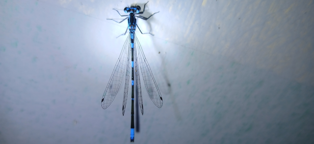 Coenagrion pulchellum - karcsú légivadász