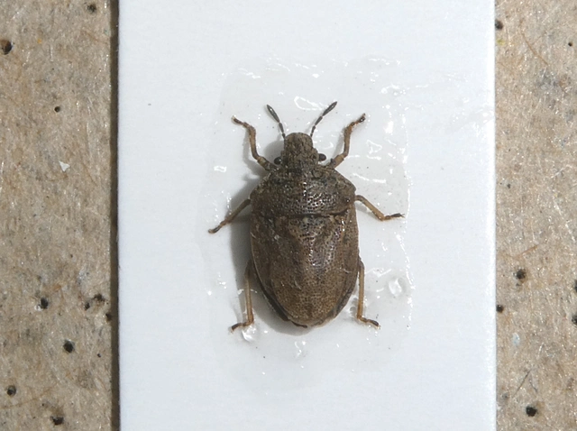 Podops inunctus - szarvas pajzsospoloska Podops inunctus - szarvas pajzsospoloska