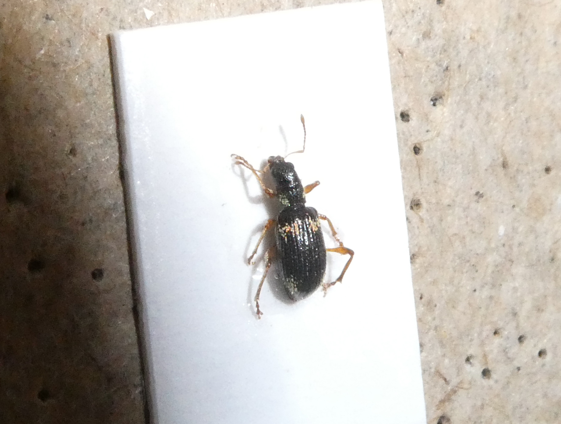 Polydrusus viridicinctus - zöldöves lombormányos
