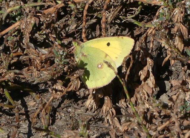 Colias croceus - sáfránylepke