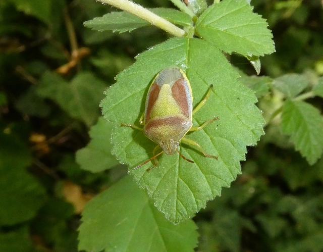 Piezodorus lituratus - bíboros címerespoloska Piezodorus lituratus - bíboros címerespoloska