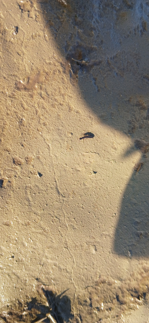 Xantholinus Xantholinus