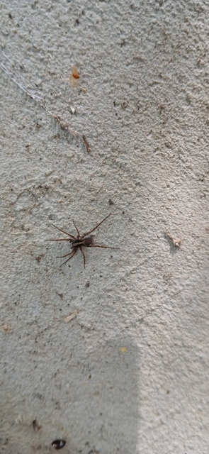Pardosa