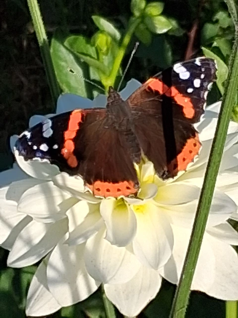 Vanessa atalanta - atalantalepke