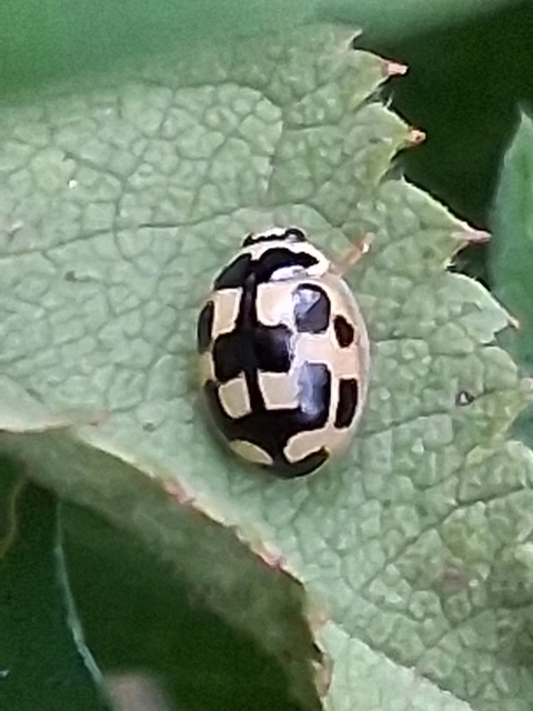 Propylea quatuordecimpunctata - tizennégypettyes füsskata