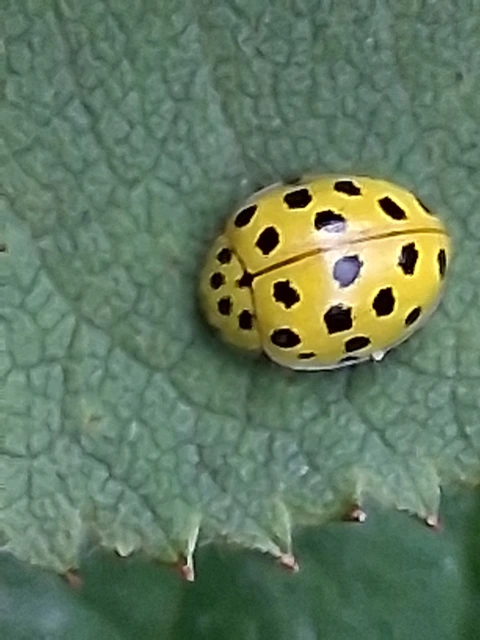 Psyllobora vigintiduopunctata - huszonkétpettyes katica