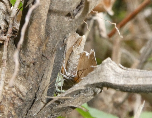 Aplocera plagiata - szürke csíkosaraszoló