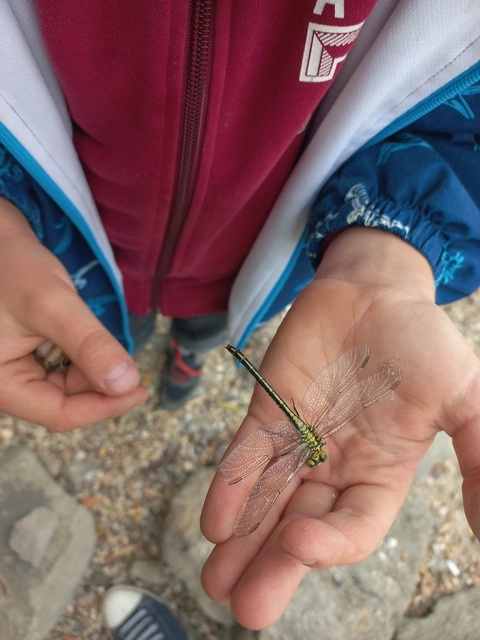 Gomphus flavipes - sárgalábú folyami-szitakötő Gomphus flavipes - sárgalábú folyami-szitakötő