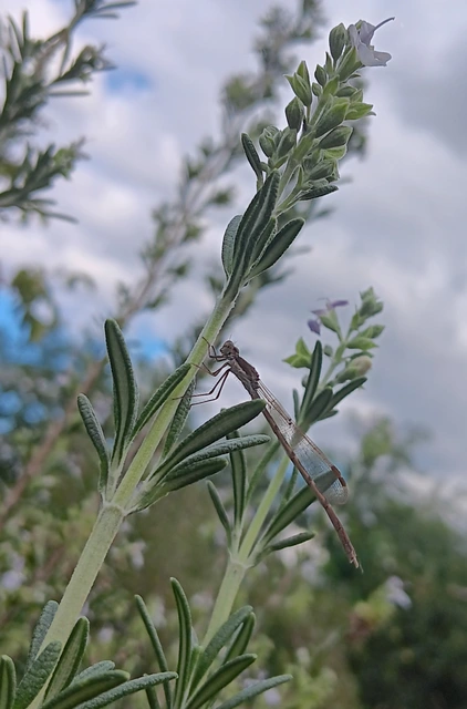 Sympecma fusca - téli rablószitakötő