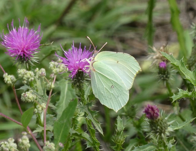 Gonepteryx rhamni - citromlepke
