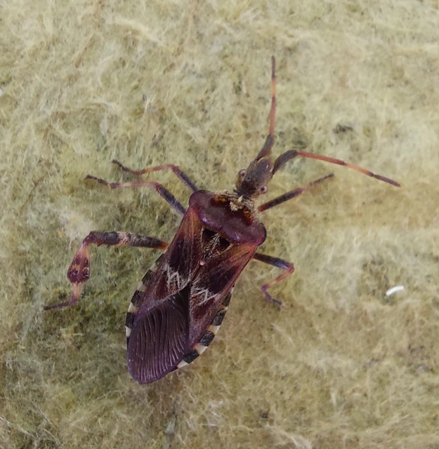 Leptoglossus occidentalis - nyugati levéllábú poloska Leptoglossus occidentalis - nyugati levéllábú poloska