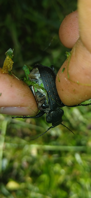 Calosoma maderae - aranypettyes bábrabló