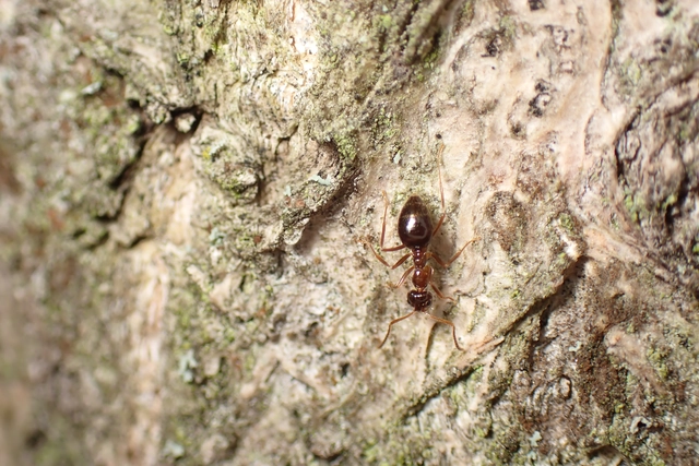 Prenolepis nitens - ragyogóhangya