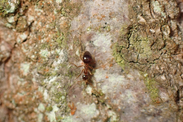 Prenolepis nitens - ragyogóhangya