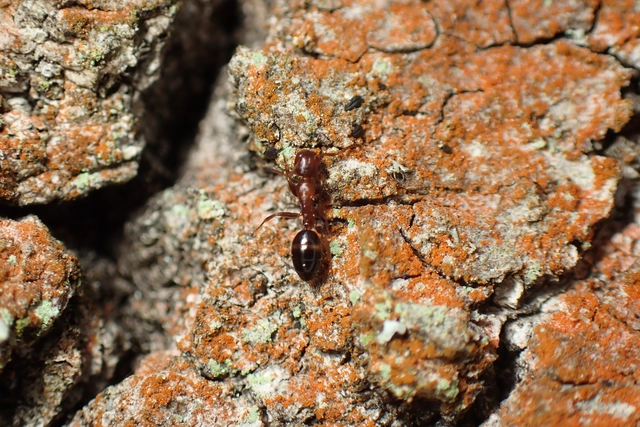 Colobopsis truncata - kapushangya