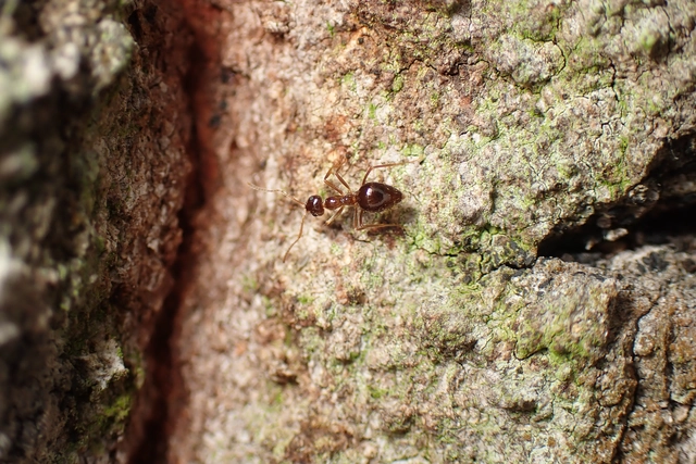 Prenolepis nitens - ragyogóhangya