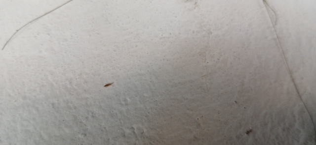Collembola - Ugróvillások