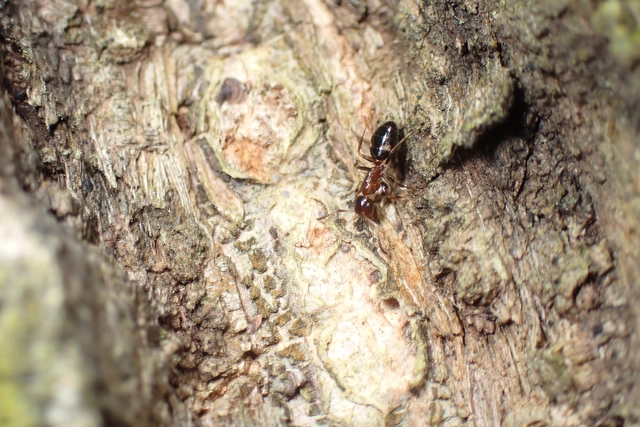 Colobopsis truncata - kapushangya