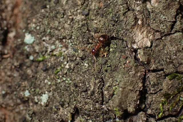 Prenolepis nitens - ragyogóhangya