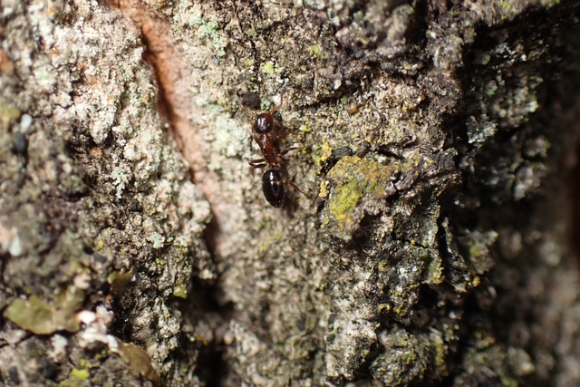 Colobopsis truncata - kapushangya