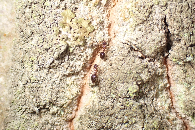 Prenolepis nitens - ragyogóhangya