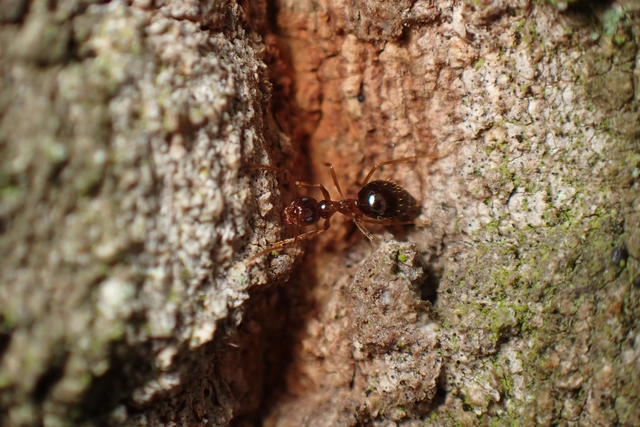 Prenolepis nitens - ragyogóhangya