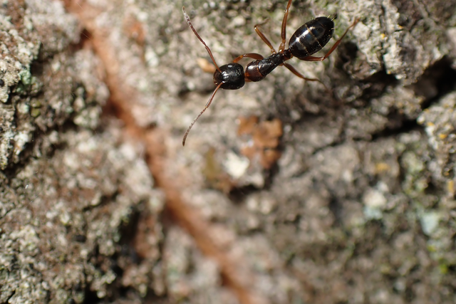 Camponotus fallax - ligeti lóhangya