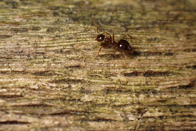 Prenolepis nitens - ragyogóhangya