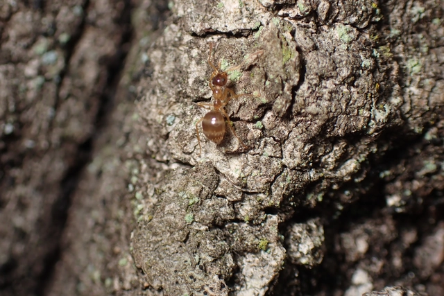 Prenolepis nitens - ragyogóhangya