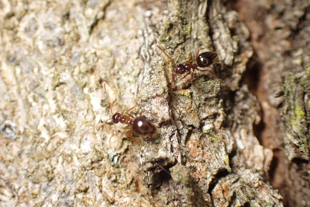 Prenolepis nitens - ragyogóhangya