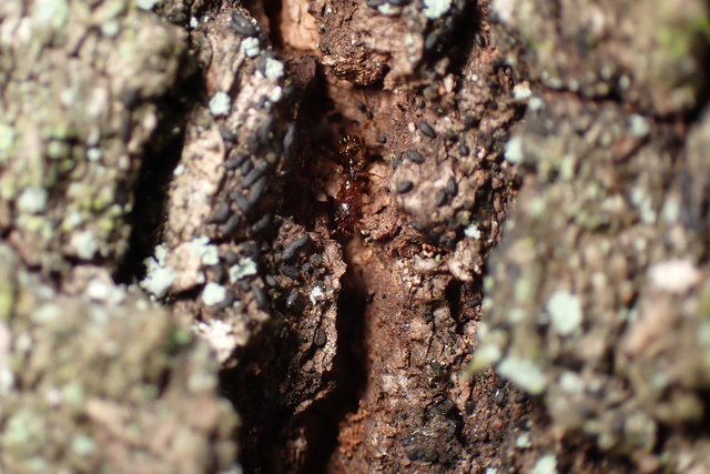 Aphaenogaster subterranea - vörös karcsúhangya
