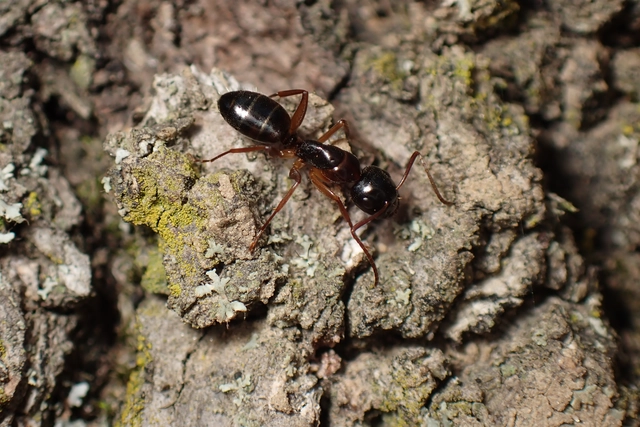Camponotus fallax - ligeti lóhangya