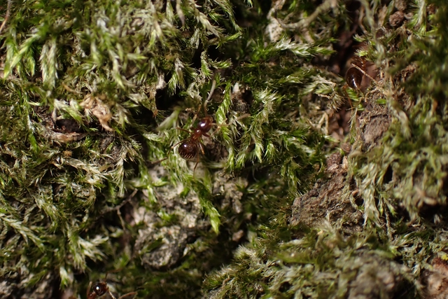 Prenolepis nitens - ragyogóhangya