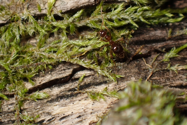 Prenolepis nitens - ragyogóhangya