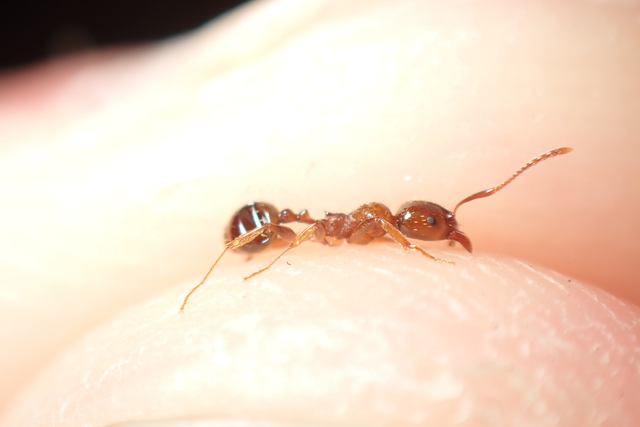 Aphaenogaster subterranea - vörös karcsúhangya