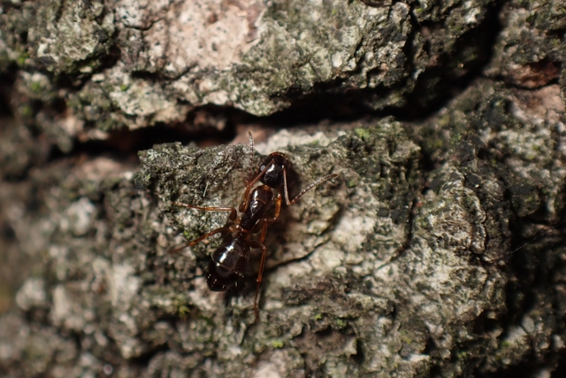 Camponotus fallax - ligeti lóhangya