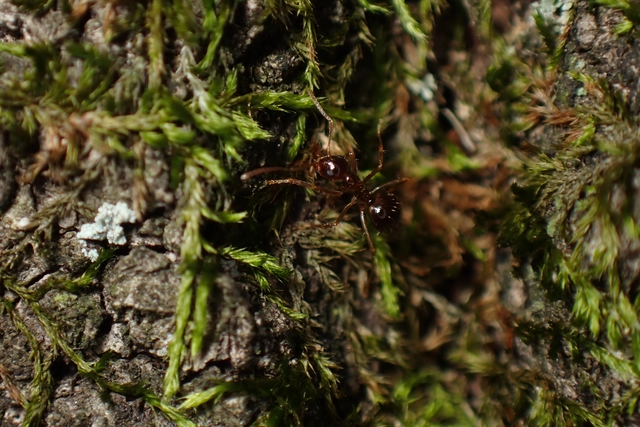 Prenolepis nitens - ragyogóhangya