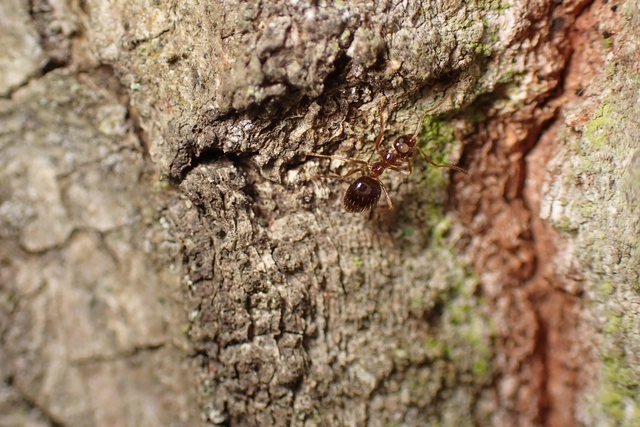 Prenolepis nitens - ragyogóhangya