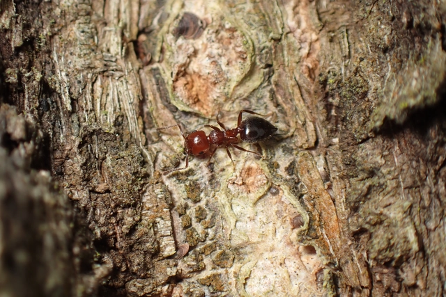 Crematogaster schmidti - vörös szívhangya