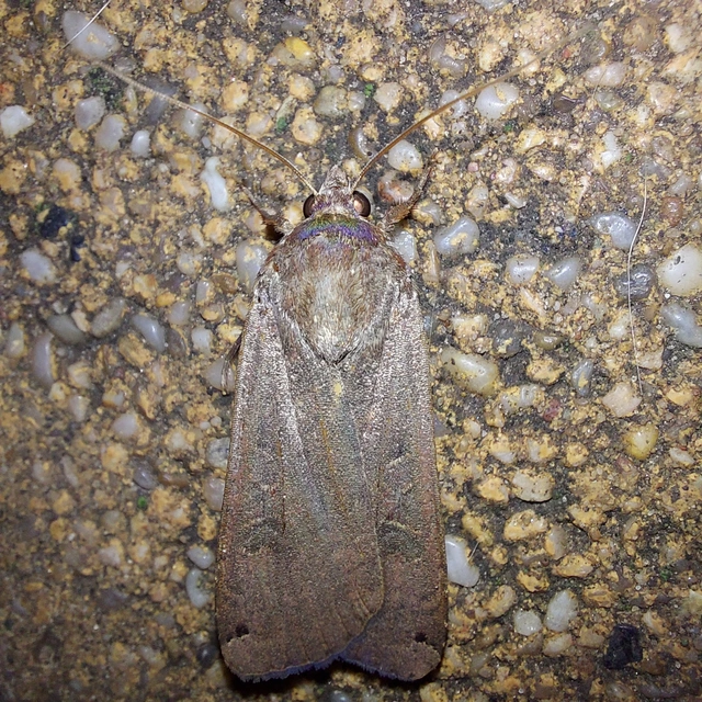 Noctua pronuba - nagy sárgafűbagoly