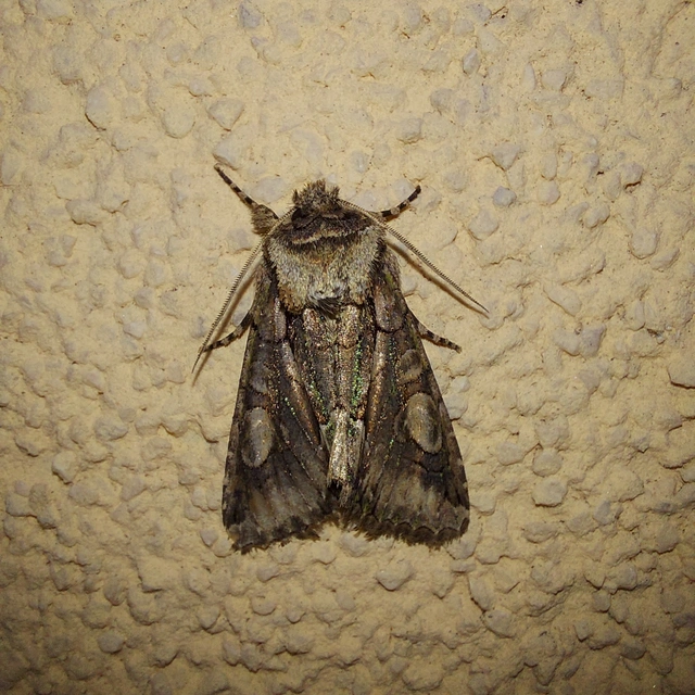Allophyes oxyacanthae - galagonyabagoly