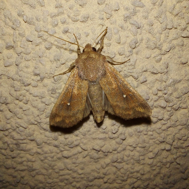 Mythimna albipuncta - fehérpettyes rétibagoly
