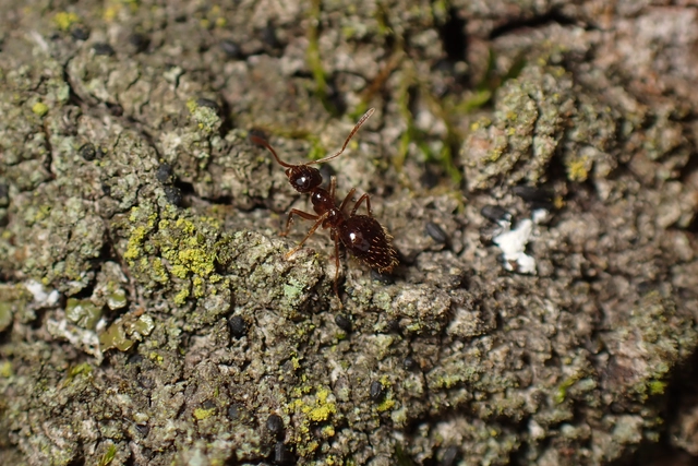 Prenolepis nitens - ragyogóhangya